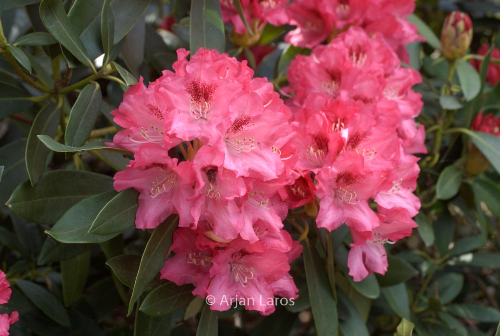 Rhododendron ‘Sneezy’