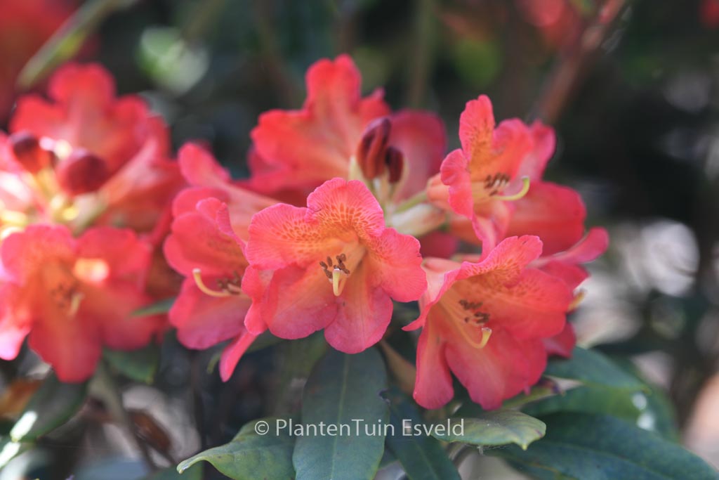 Rhododendron ‘Sonata’