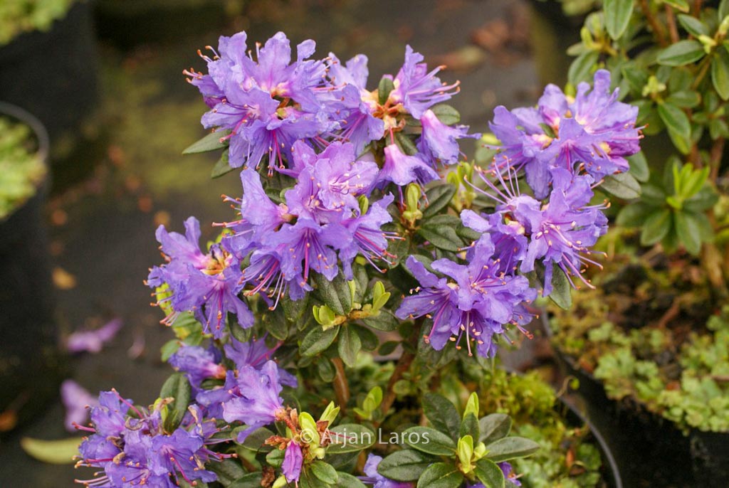 Rhododendron ‘Songbird’