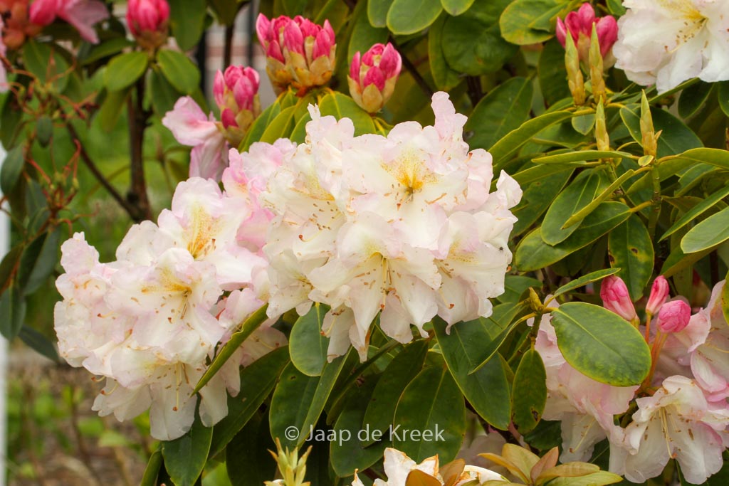 Rhododendron ‘Spaetlese’