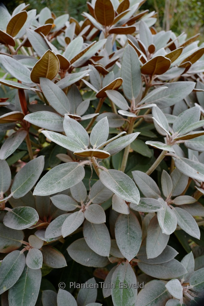 Rhododendron ‘Special Dane’