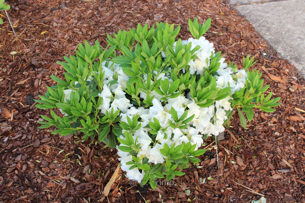 Rhododendron ‘Spiegelei’