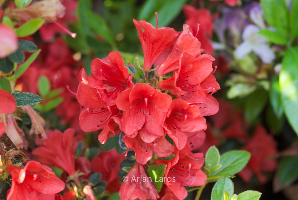 Rhododendron ‘Squirrel’ (Azalea)