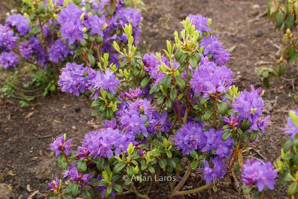 Rhododendron ‘St. Minver’