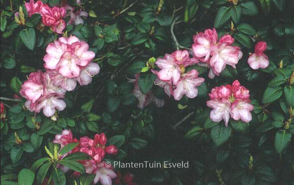 Rhododendron ‘Stadt Essen’