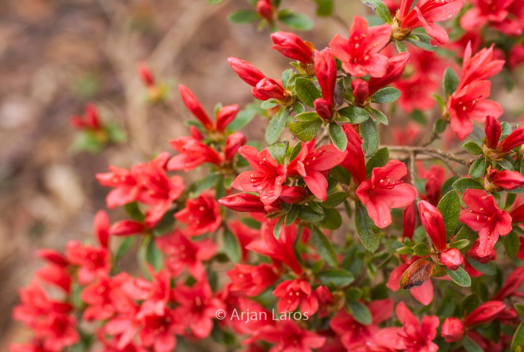 Rhododendron ‘Stefan’ (Azalea)
