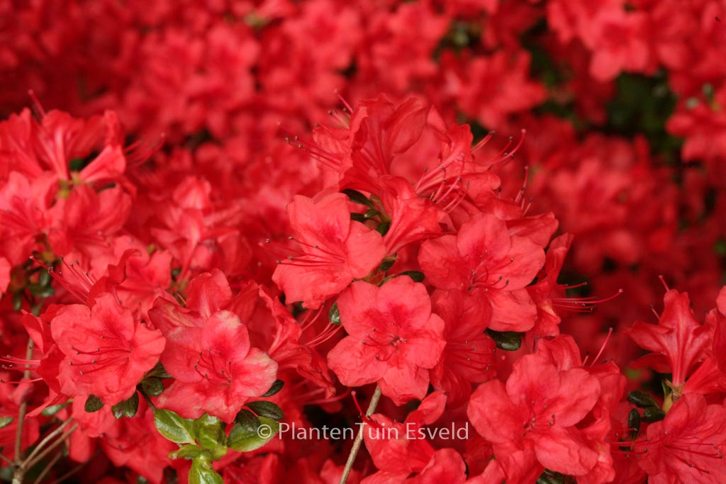 Rhododendron ‘Stewartstownian’ (Azalea)
