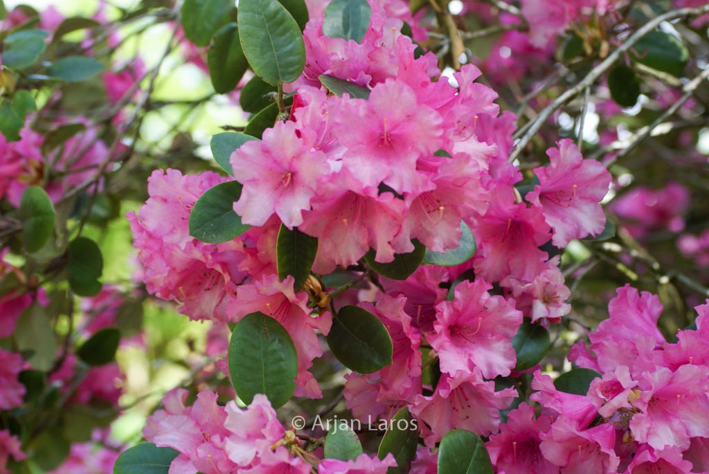 Rhododendron ‘Stockholm’