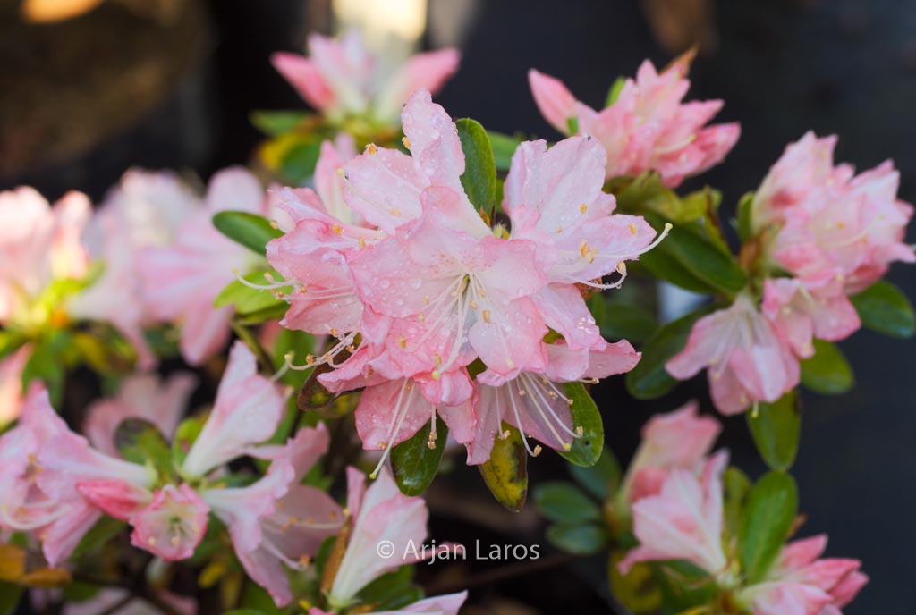 Rhododendron ‘Sui yoha’ (Azalea)