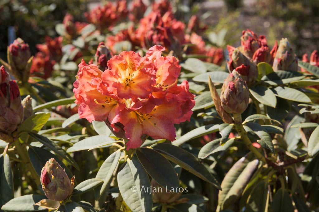 Rhododendron ‘Sun Fire’