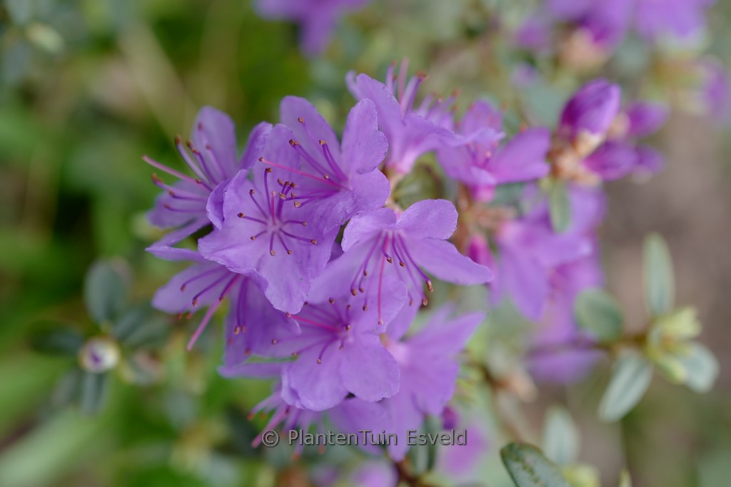 Rhododendron ‘Swift’
