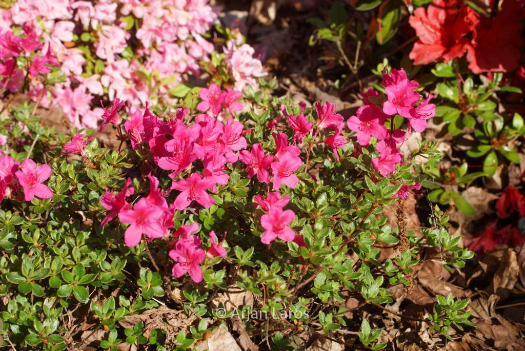 Rhododendron ‘Takachiho’ (Azalea)