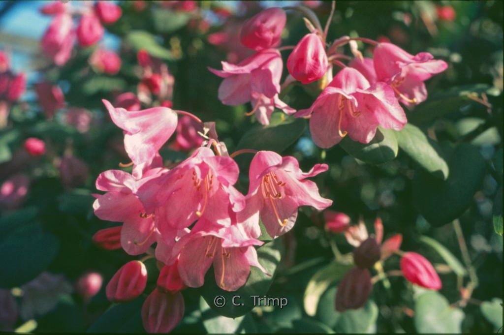 Rhododendron ‘Temple Belle’