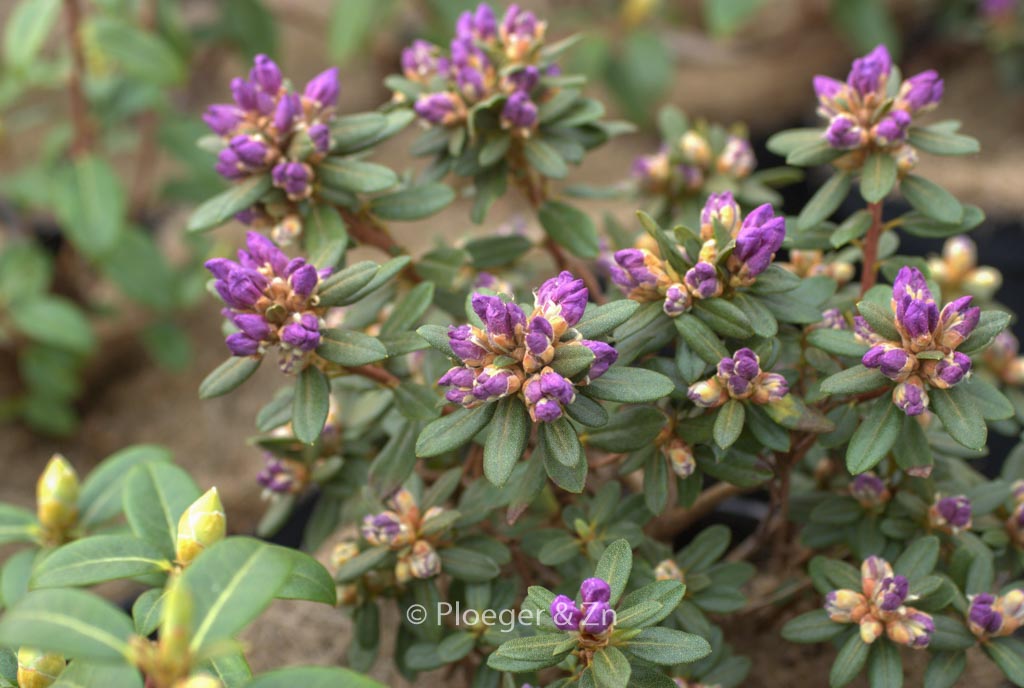 Rhododendron ‘Trewithen Blue’