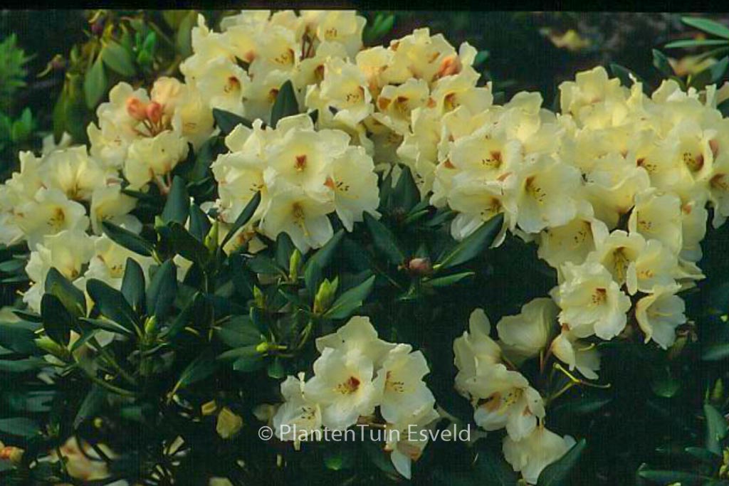 Rhododendron ‘Trompenburg’
