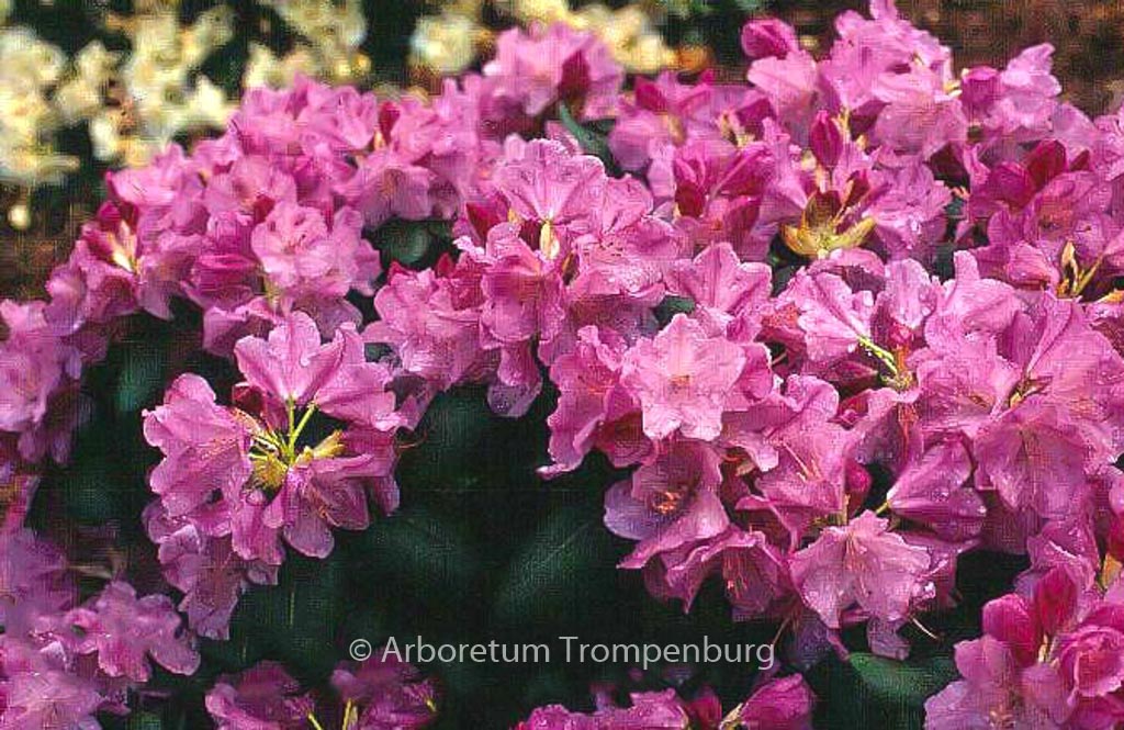 Rhododendron ‘Vater Boehlje’