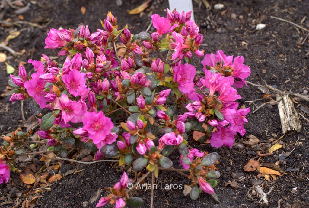Rhododendron ‘Velvet Gown’ (Azalea)