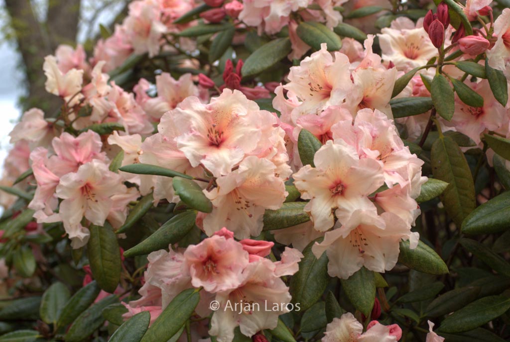 Rhododendron ‘Virginia Richards’