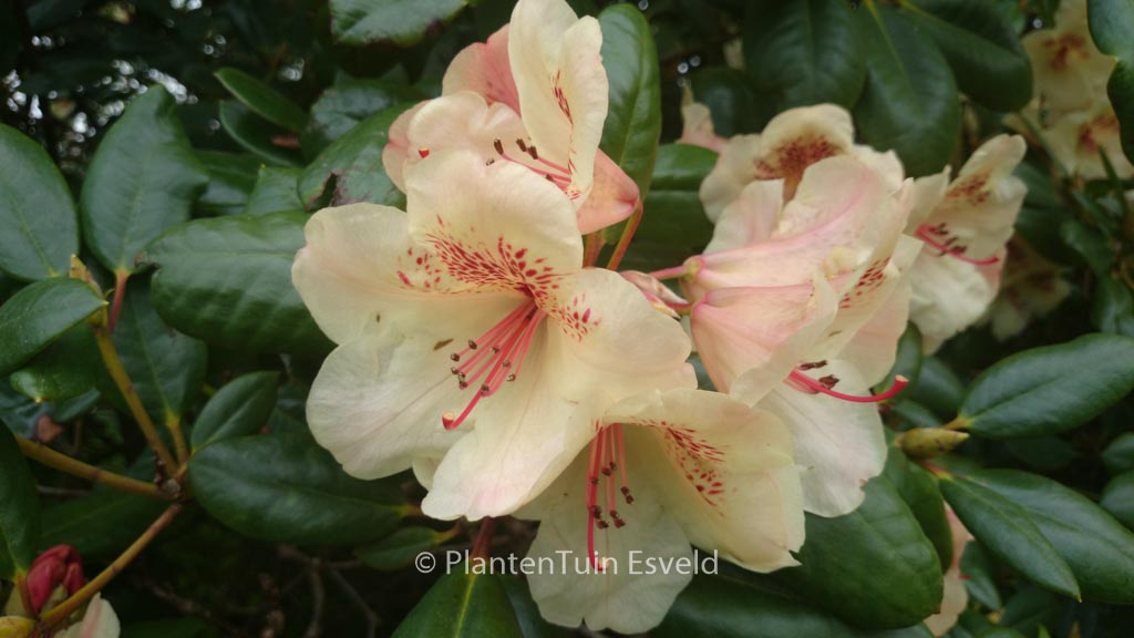 Rhododendron ‘Viscy’