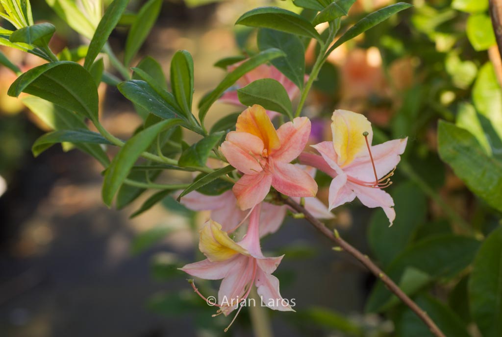 Rhododendron ‘Volcano’ (Azalea)