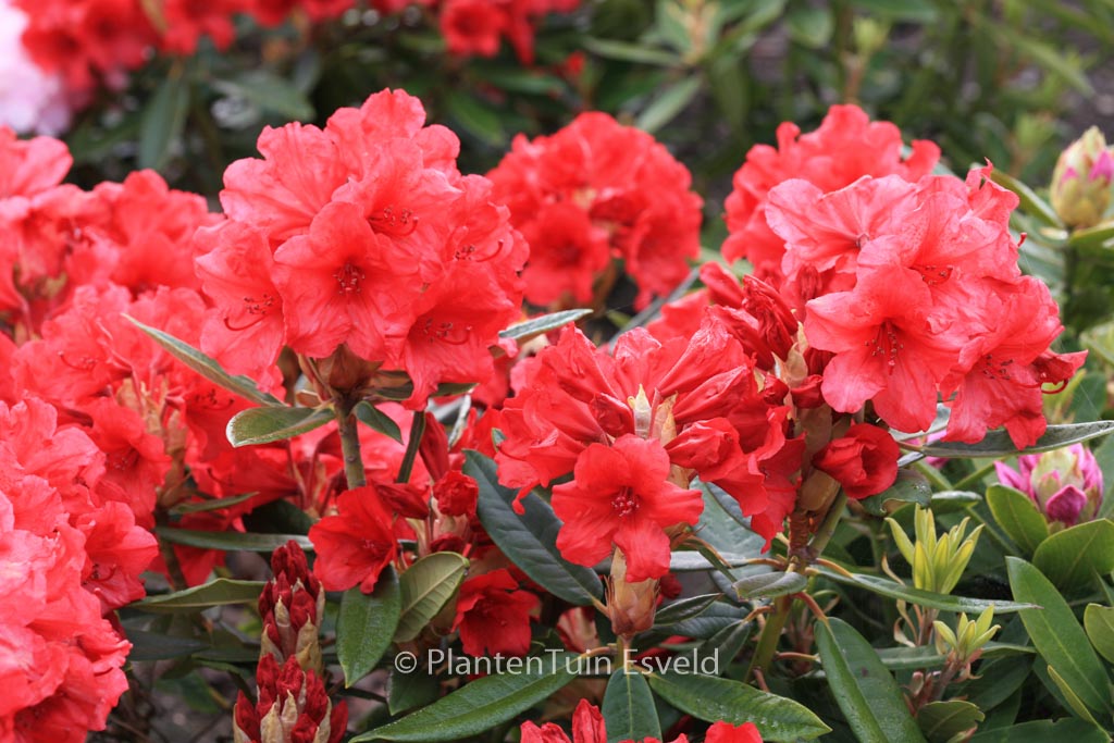 Rhododendron ‘Vulcan’s Flame’