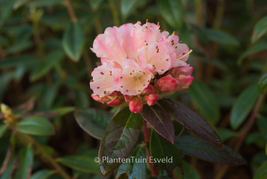 Rhododendron ‘Waxbill’