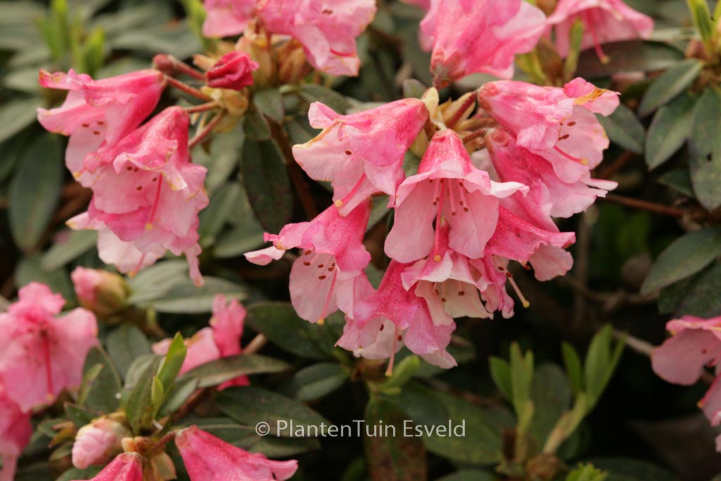 Rhododendron ‘Wee Bee’