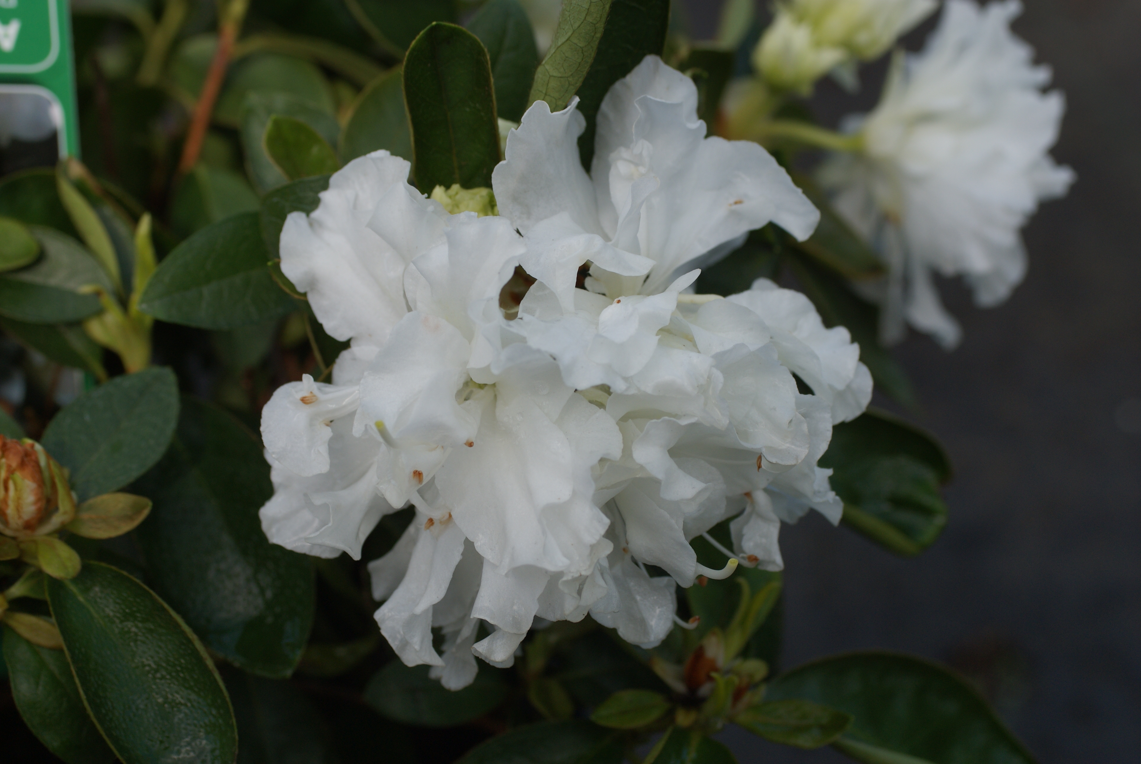 Rhododendron ‘White Hope’ (Azalea)