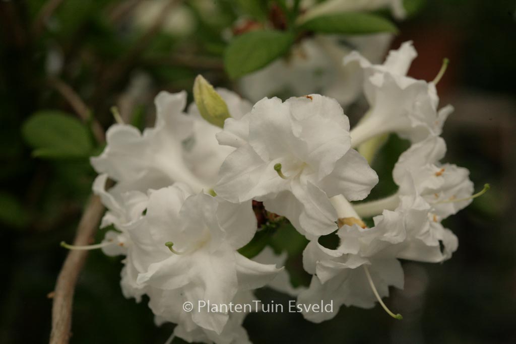Rhododendron ‘Whitethroat’ (Azalea)