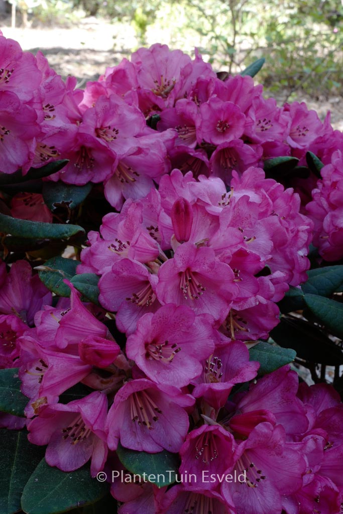 Rhododendron ‘Wine and Roses’