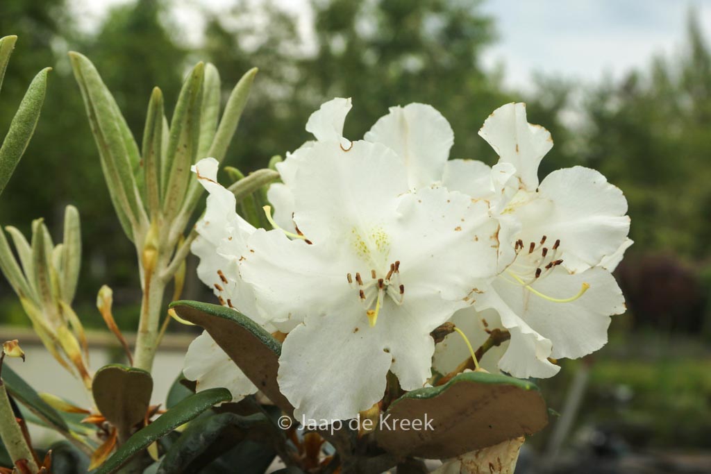 Rhododendron ‘Yakusmir’ (yakushimanum x smirnowii)