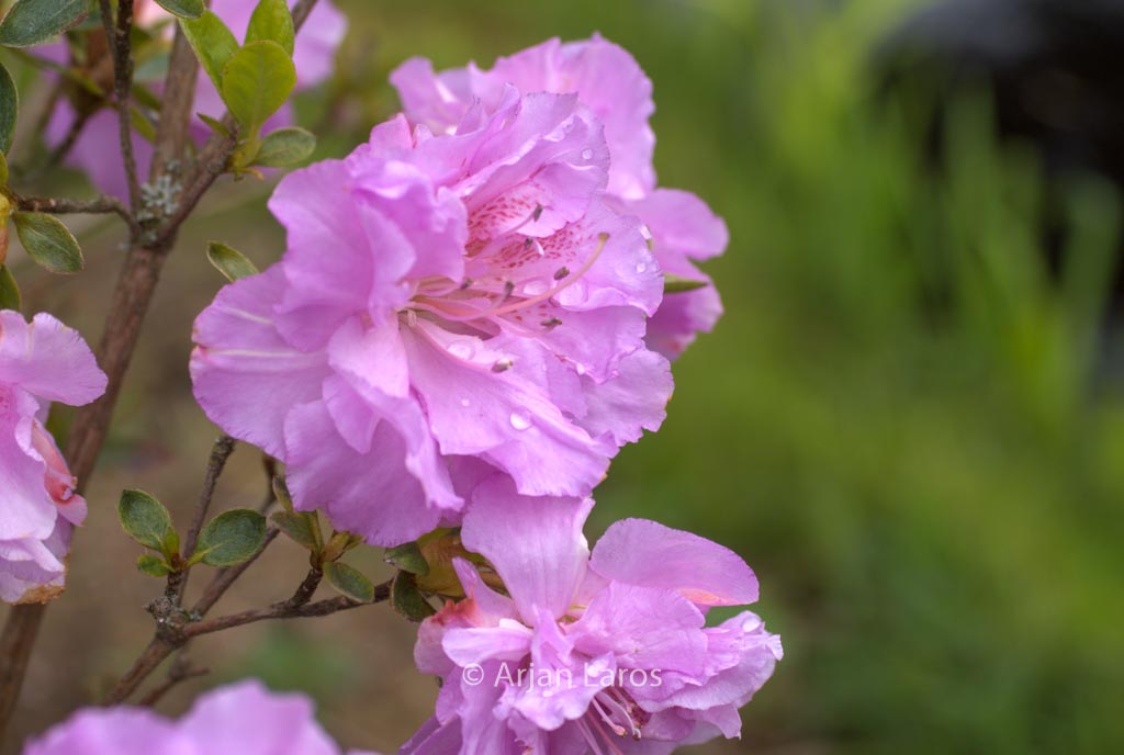 Rhododendron ‘Yodogawa’ (Azalea)