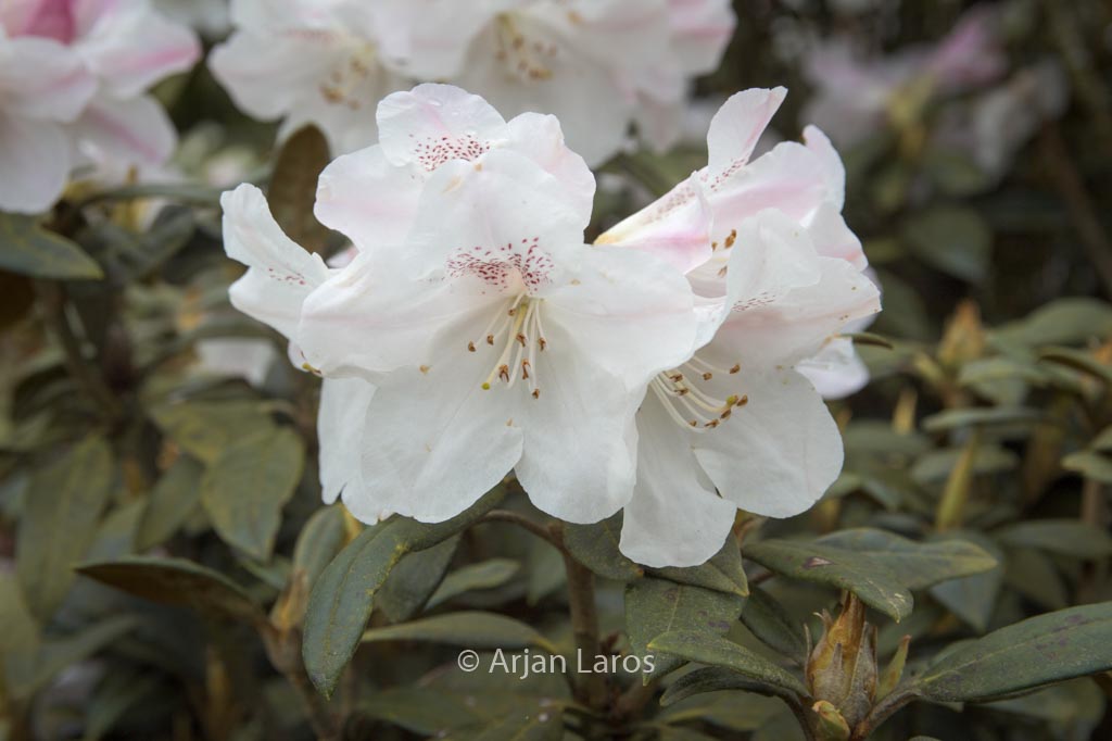 Rhododendron adenogynum