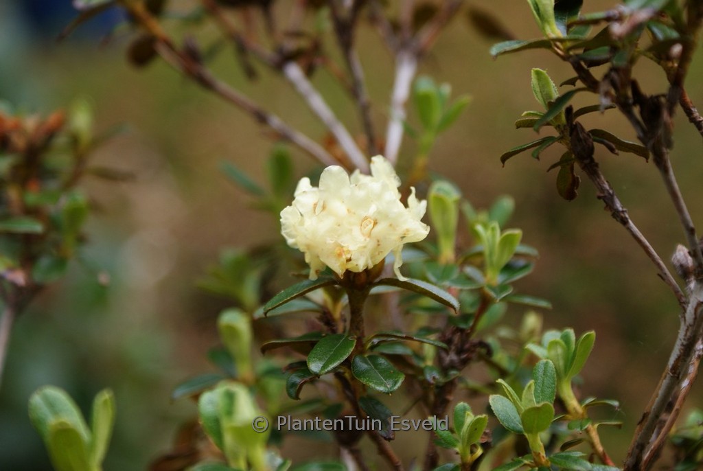 Rhododendron anthopogon ‘Annapurna’