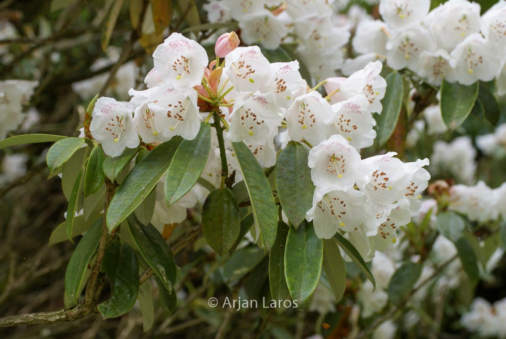 Rhododendron argyrophyllum hypoglaucum