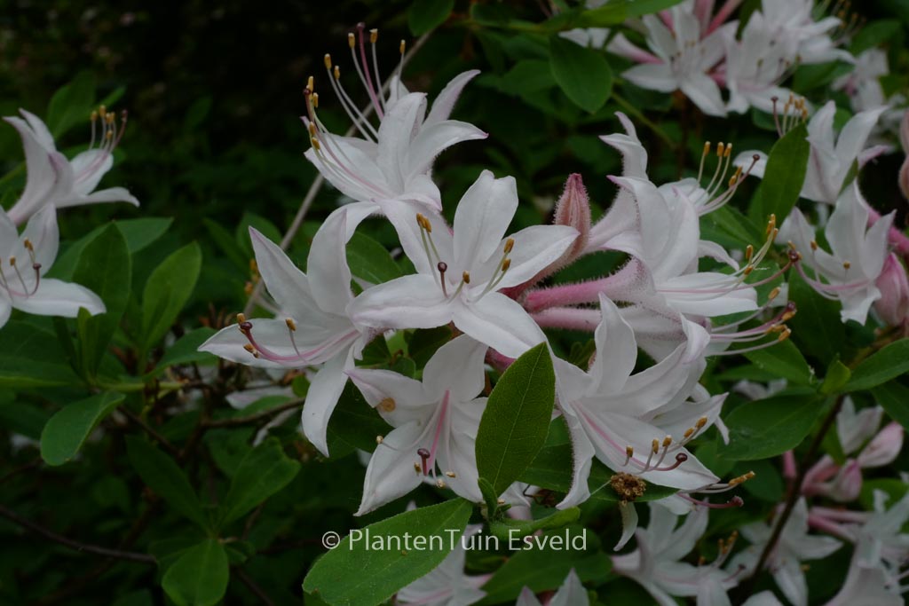 Rhododendron atlanticum