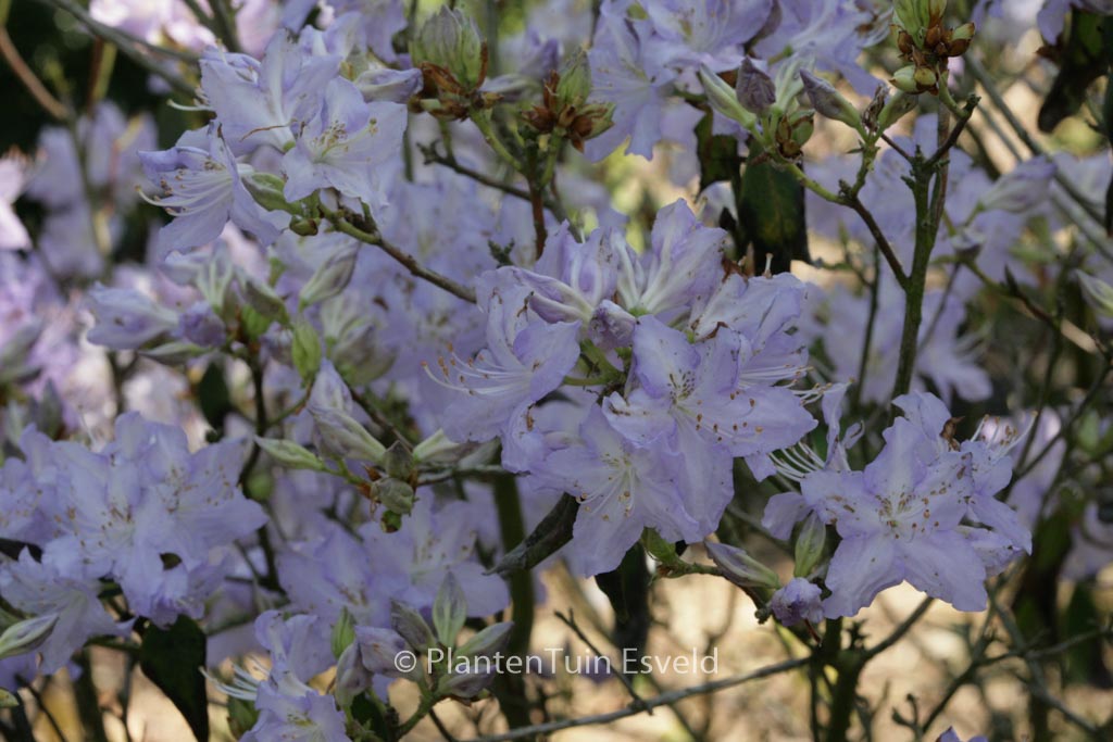 Rhododendron augustinii ‘Electra’