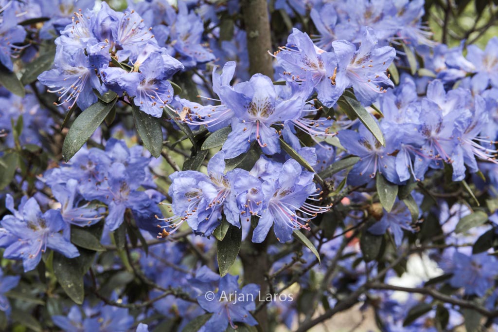 Rhododendron augustinii
