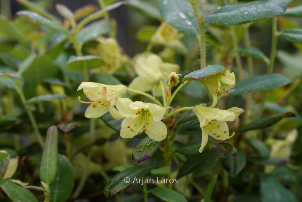 Rhododendron caesium
