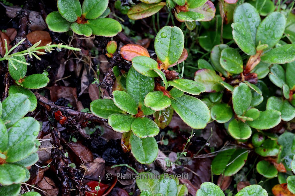Rhododendron chamae-thomsonii