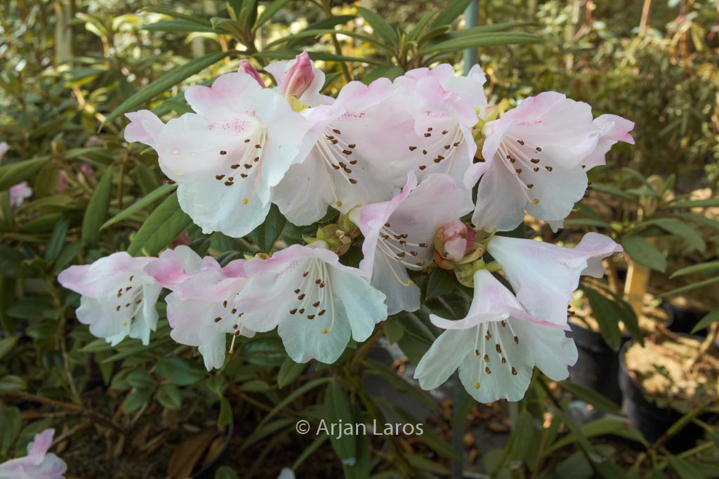 Rhododendron ciliatum