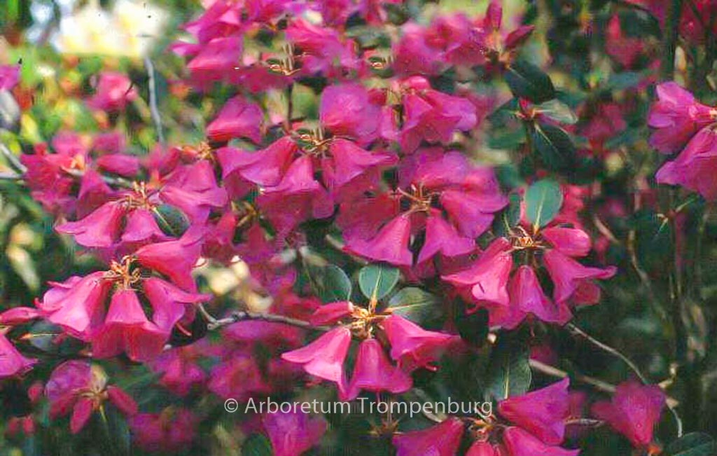 Rhododendron cinnabarinum ‘Purpurellum’