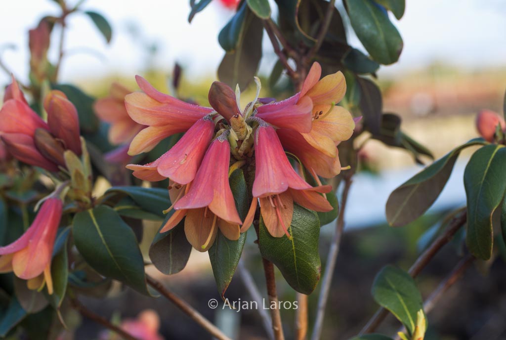 Rhododendron cinnabarinum concatenans