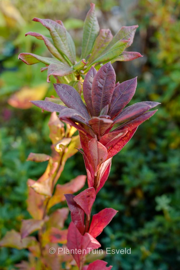Rhododendron colemanii