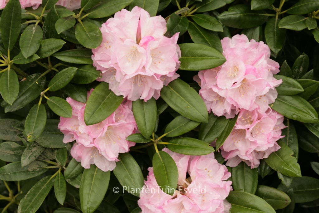 Rhododendron degronianum