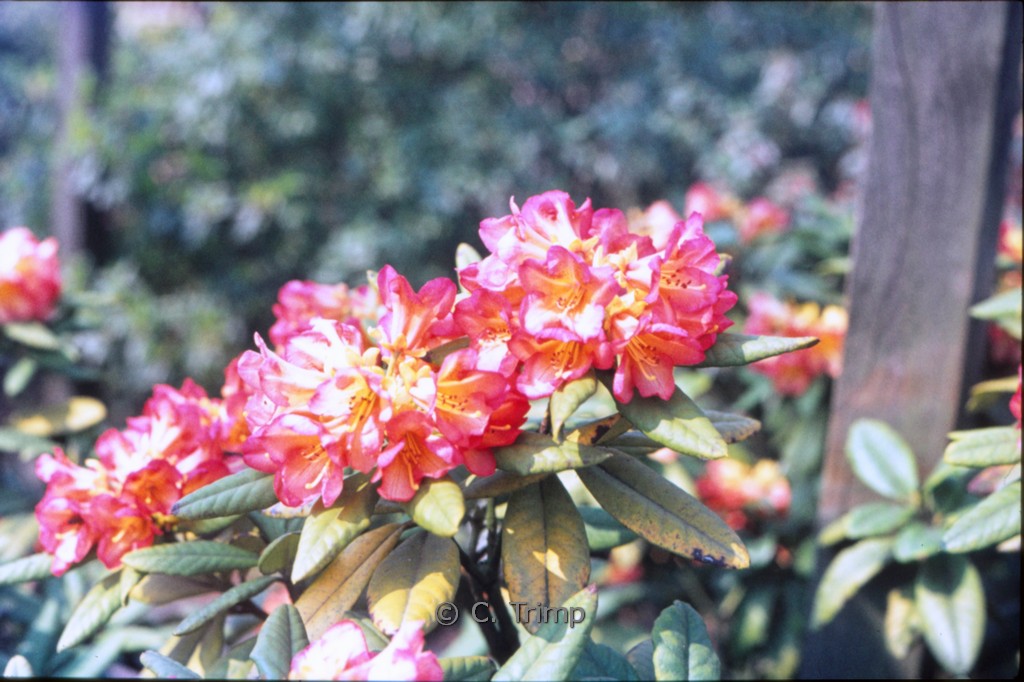 Rhododendron dichroanthum scyphocalyx