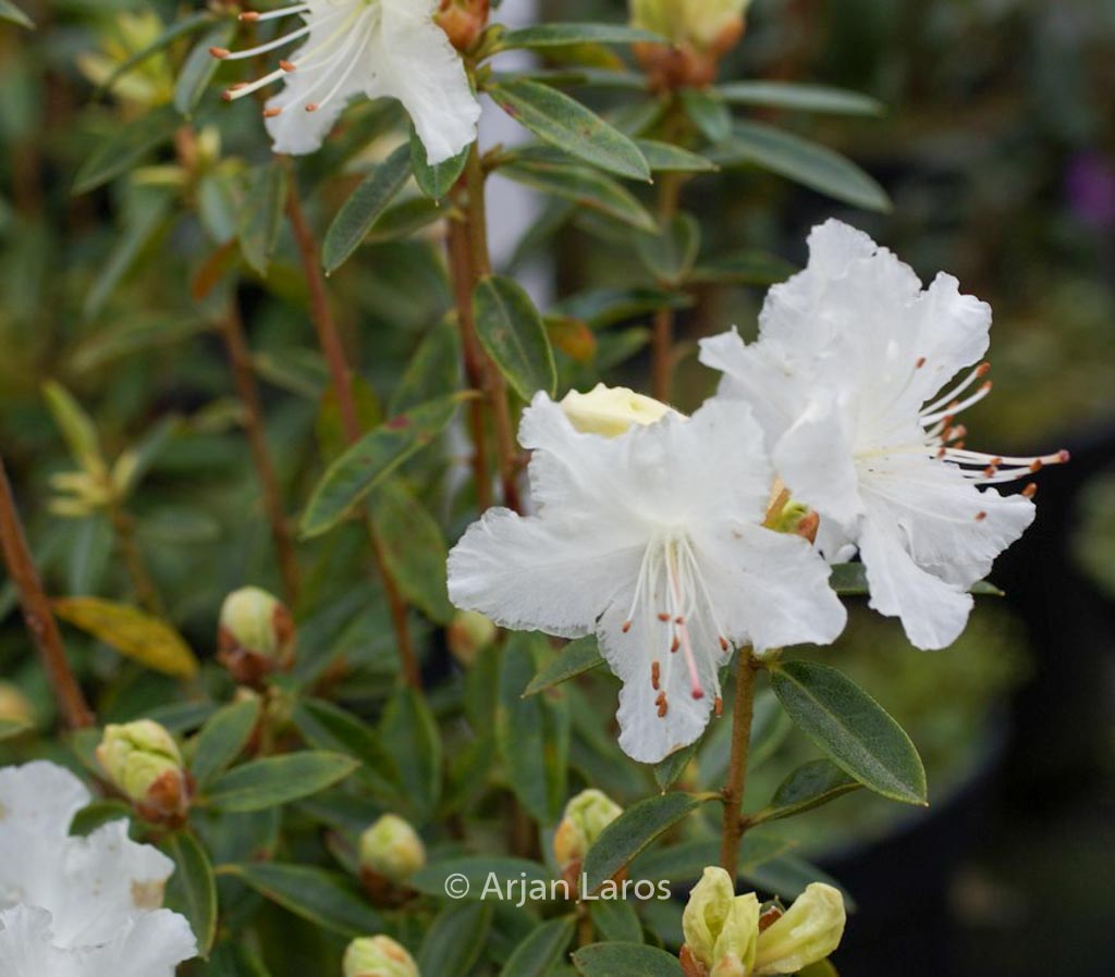Rhododendron flavidum ‘Albiflorum’