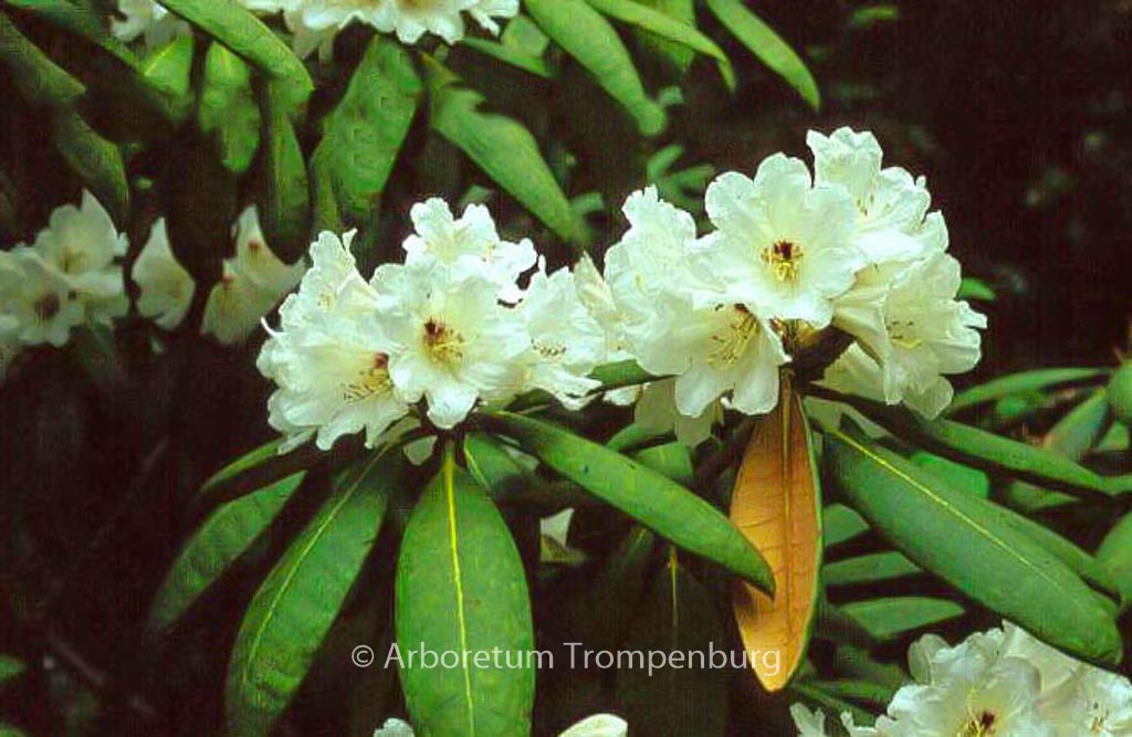 Rhododendron galactinum