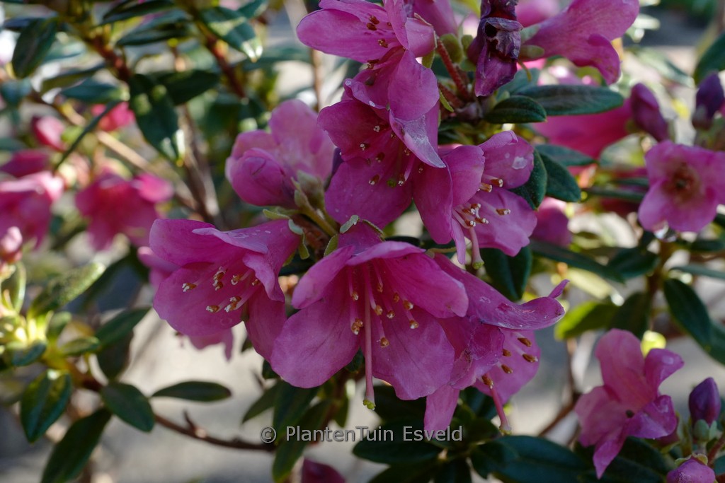 Rhododendron glaucophyllum ‘Peter Chappell’