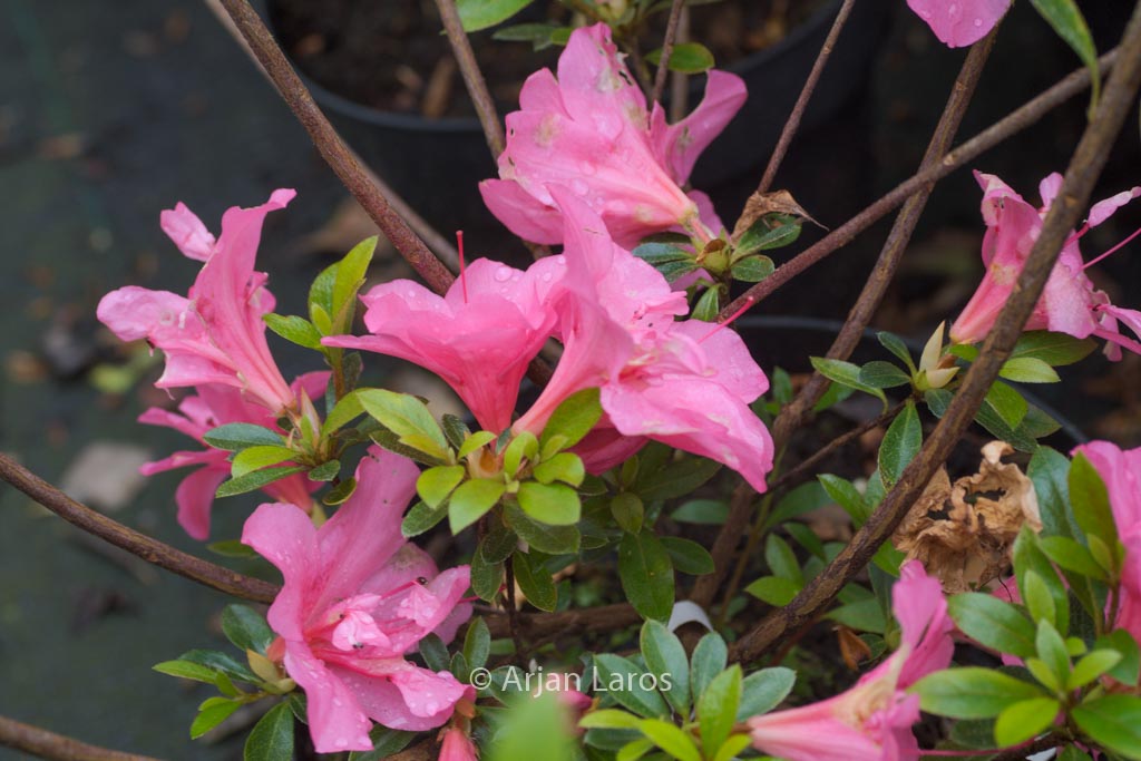 Rhododendron indicum ‘Crispiliflorum’
